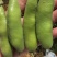 蚕豆云南绿皮蚕豆绿心蚕豆白皮蚕豆胡豆大量上市场地直供可