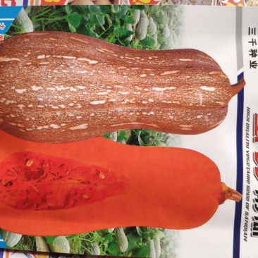 密甜南瓜种子口感佳商品性优