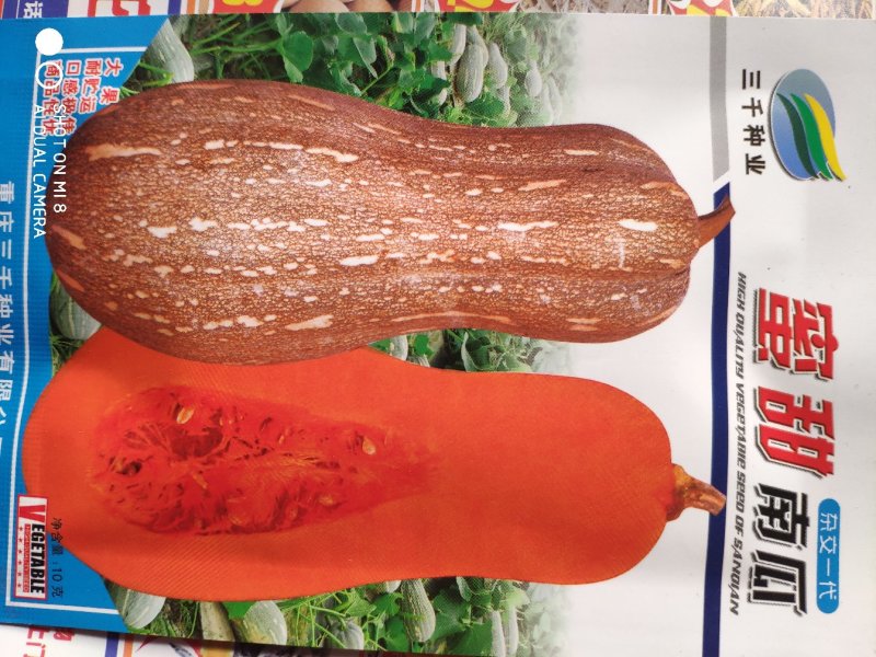 密甜南瓜种子口感佳商品性优