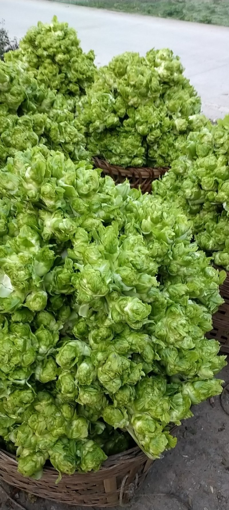 精品儿菜上市了