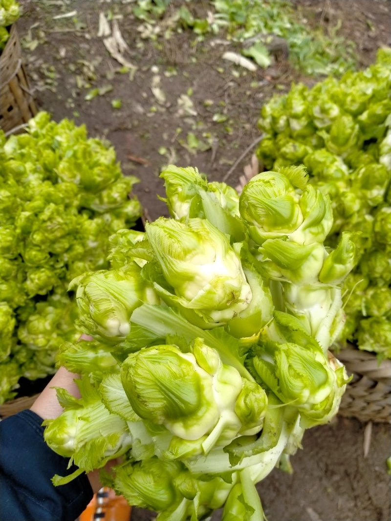精品儿菜上市了