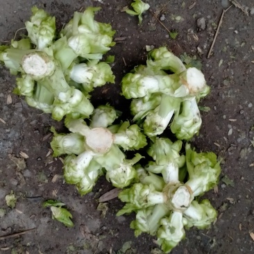 精品儿菜上市了