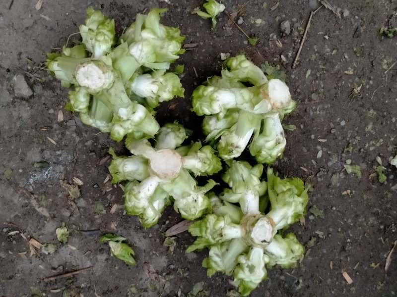 精品儿菜上市了