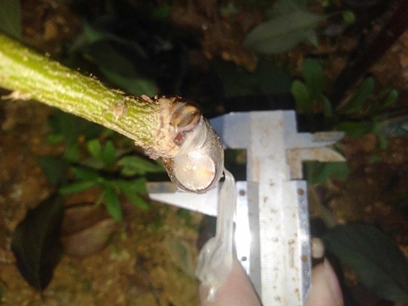 三月李苗三月早李苗桂阳1号三月李，包邮包邮包邮