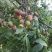 三月李苗三月早李苗桂阳1号三月李，包邮包邮包邮