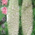 传奇苦瓜种子10克，中早熟瓜淡绿有光泽长刺溜