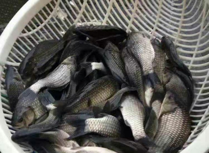 鲤鱼苗，品质优良提供技术指导让你无后顾之忧。