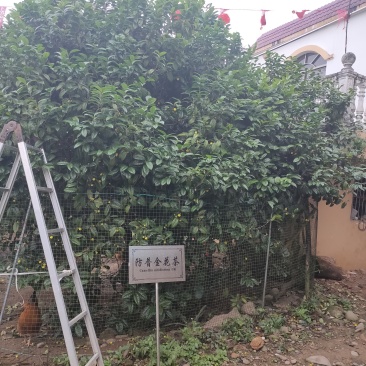 金花茶国宝金花茶树苗和冻干花烤干花都有