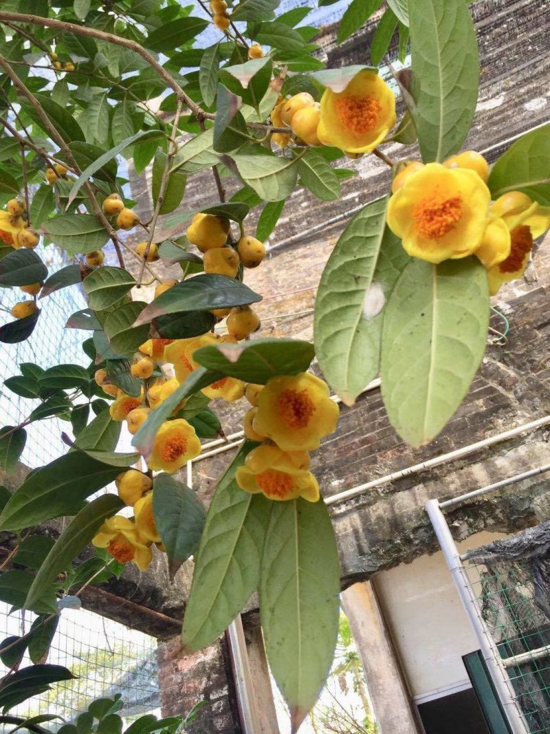 金花茶国宝金花茶树苗和冻干花烤干花都有
