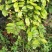 金花茶国宝金花茶树苗和冻干花烤干花都有
