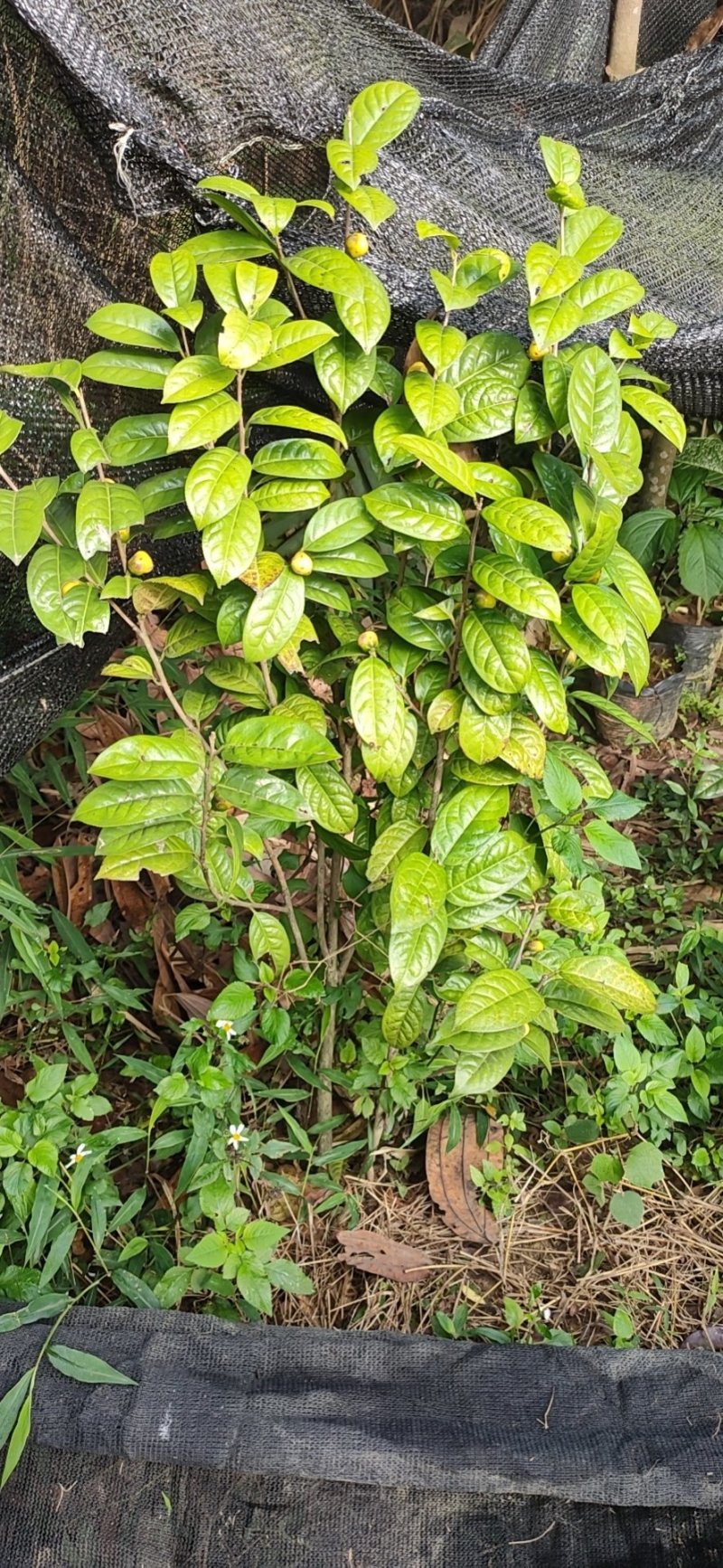 金花茶国宝金花茶树苗和冻干花烤干花都有