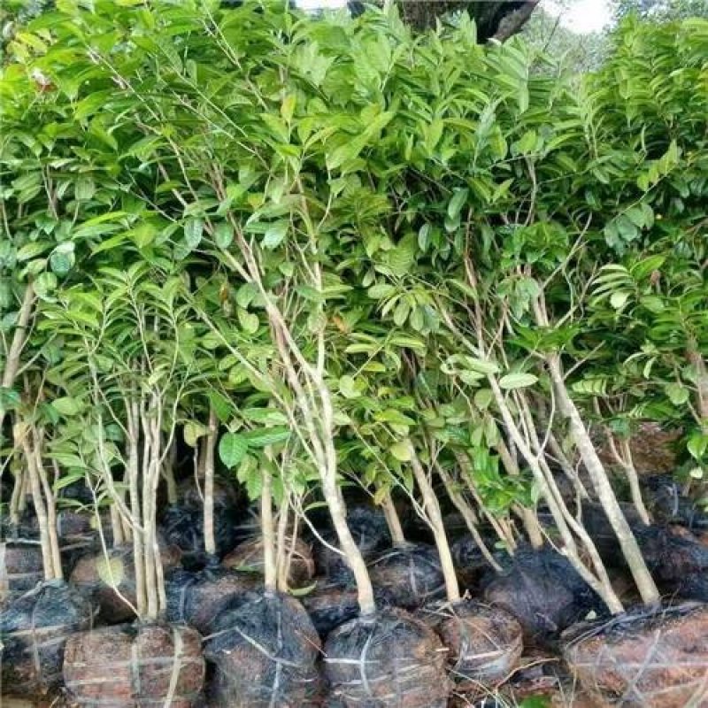金花茶国宝金花茶树苗和冻干花烤干花都有