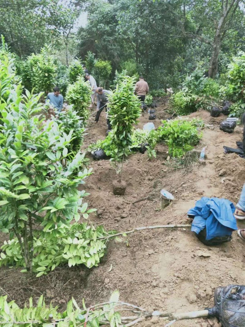 金花茶国宝金花茶树苗和冻干花烤干花都有