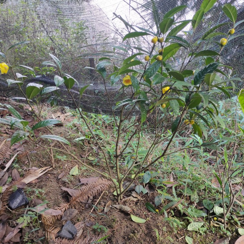 金花茶国宝金花茶树苗和冻干花烤干花都有