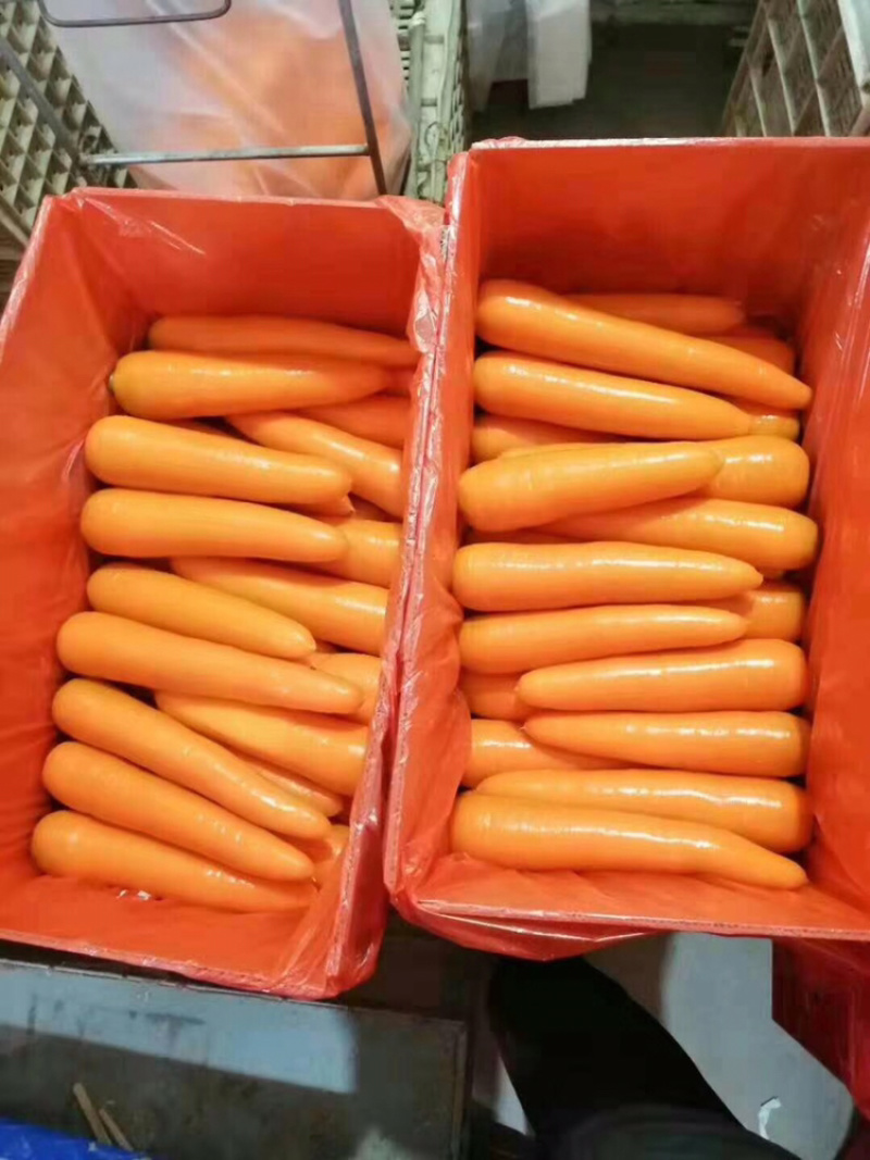 河南冷库三红胡萝卜，陆续大量上市，价格实惠，欢迎进店选购