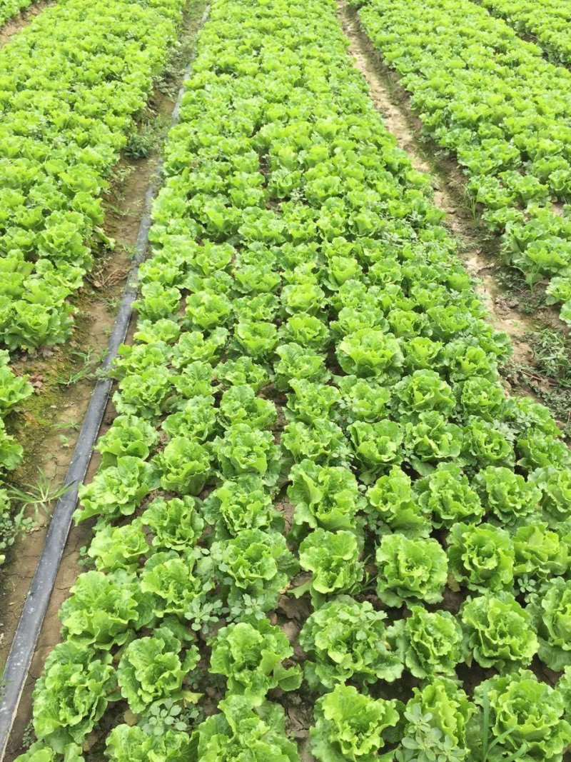 生菜，精品生菜，常年有货