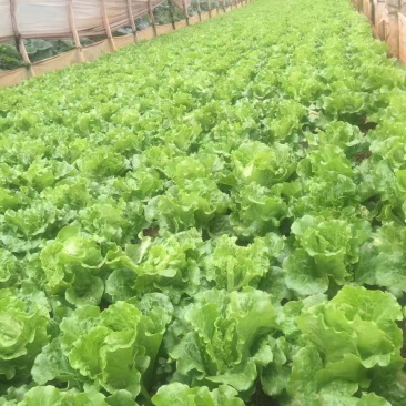 生菜，精品生菜，常年有货