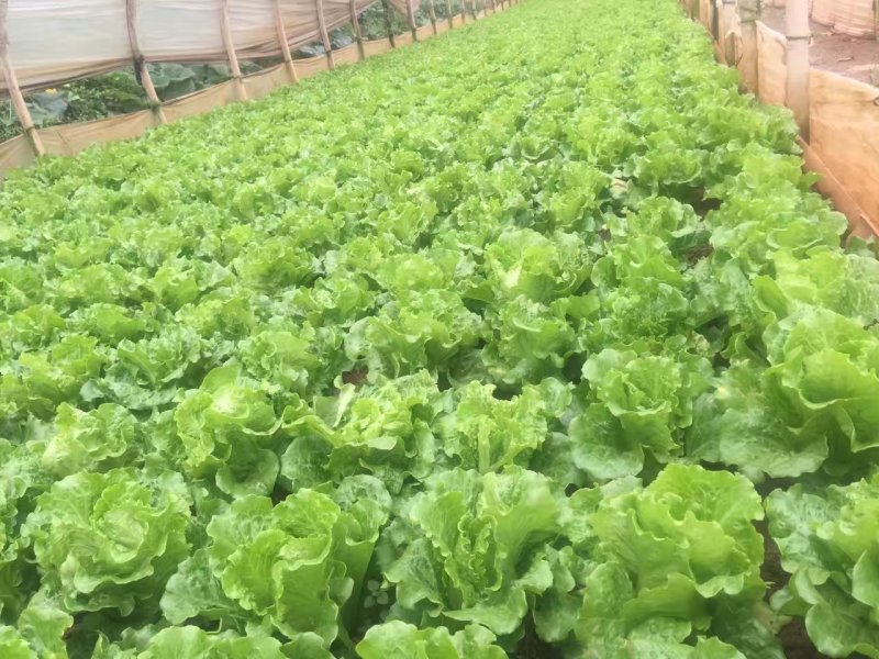 生菜，精品生菜，常年有货