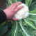 河南新鲜开封周口有机花菜实花大量上市求合作