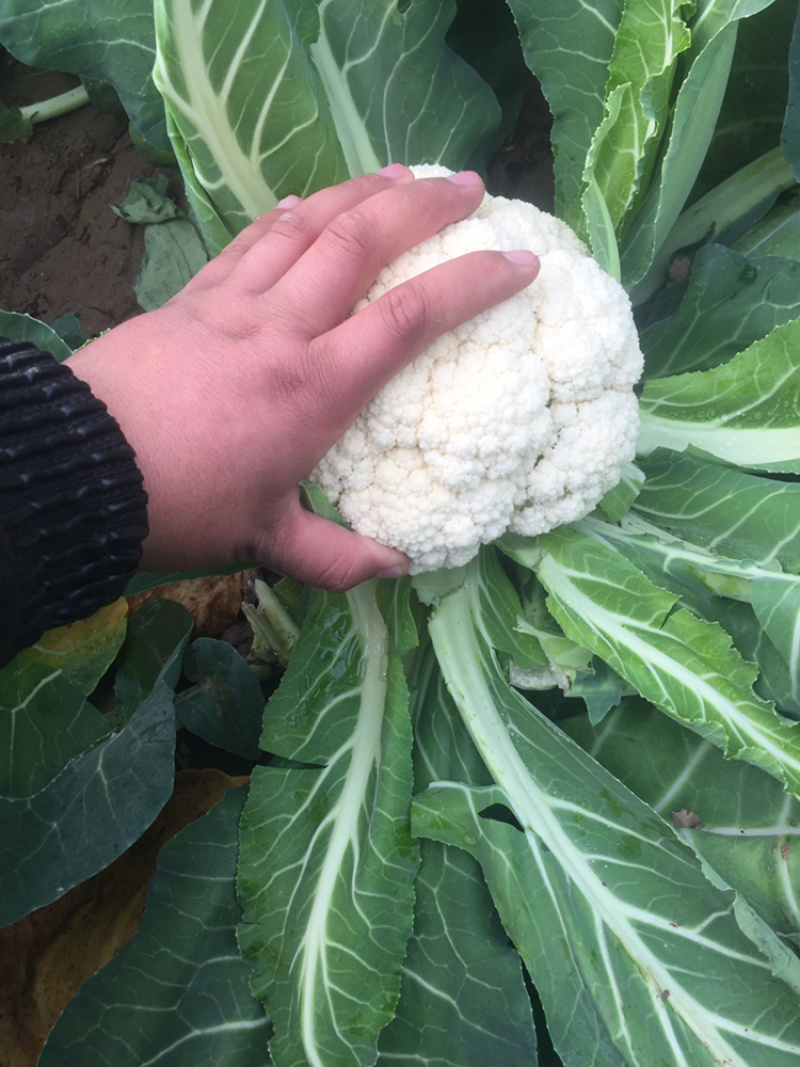 河南新鲜开封周口有机花菜实花大量上市求合作