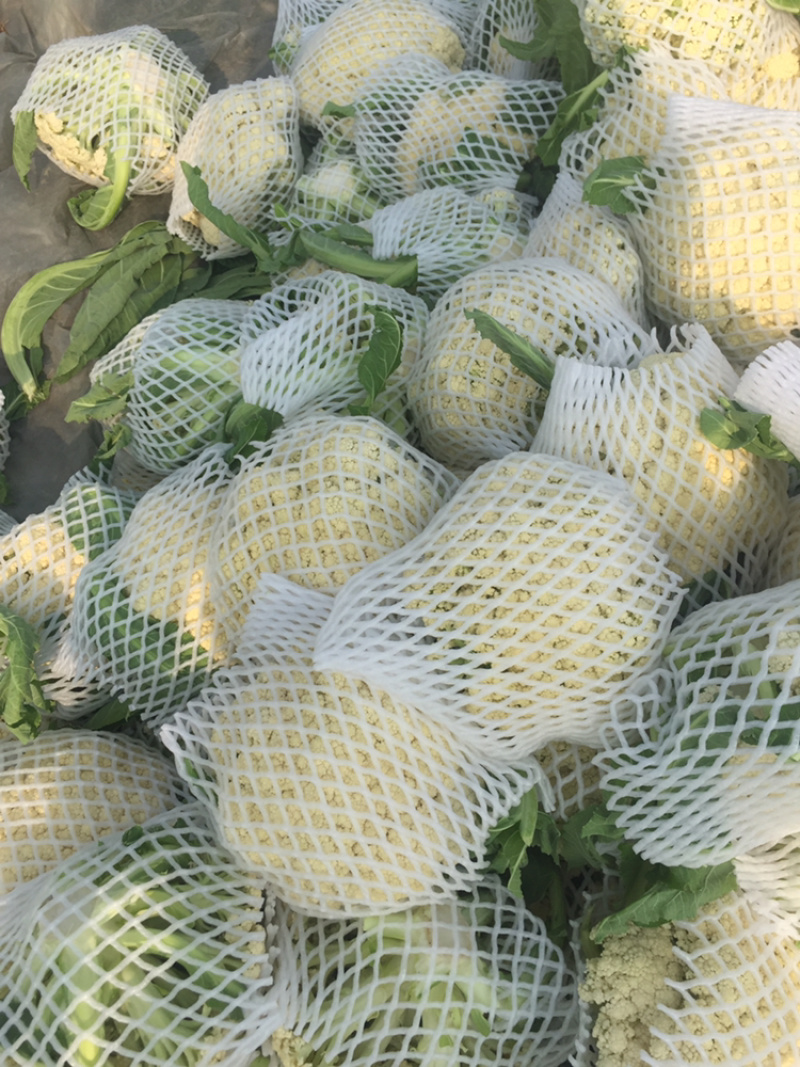 河南新鲜开封周口有机花菜实花大量上市求合作