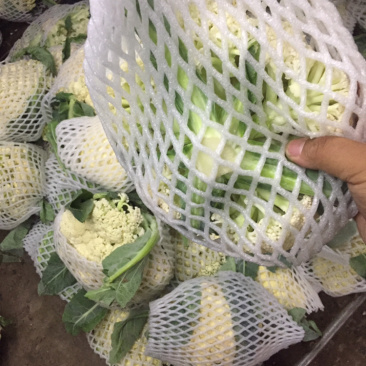 河南新鲜开封周口有机花菜实花大量上市求合作
