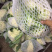 河南新鲜开封周口有机花菜实花大量上市求合作