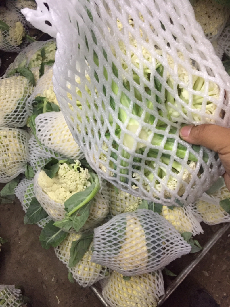 河南新鲜开封周口有机花菜实花大量上市求合作