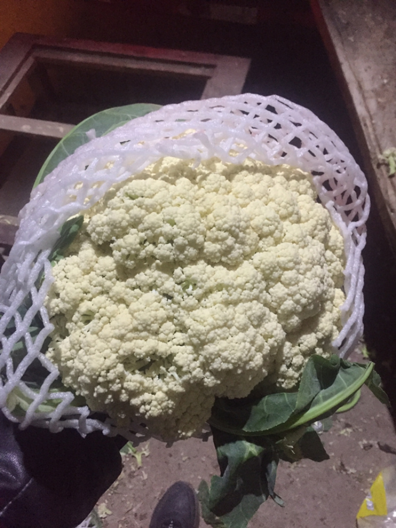 河南新鲜开封周口有机花菜实花大量上市求合作
