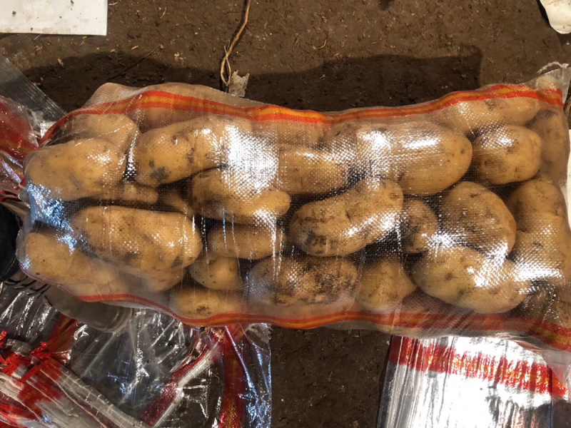 河南冷库黄心荷兰十五土豆陆续出库上市求合作