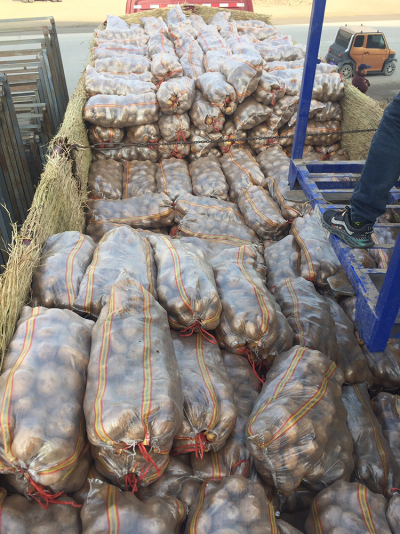 河南冷库黄心荷兰十五土豆陆续出库上市求合作