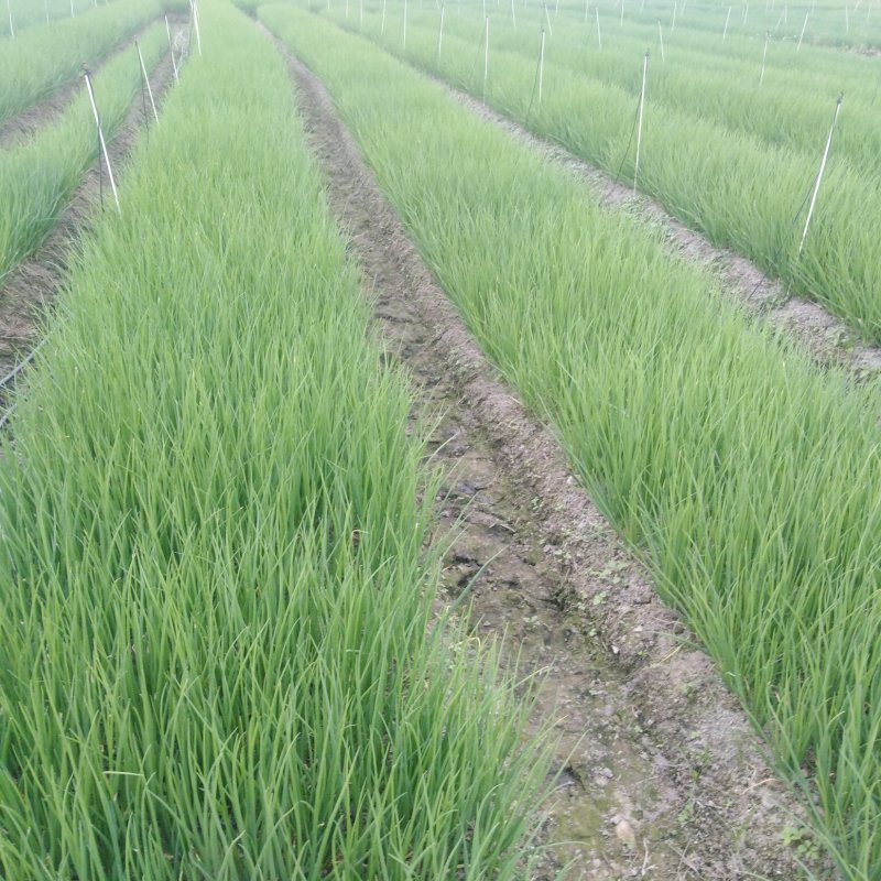 精品小香葱