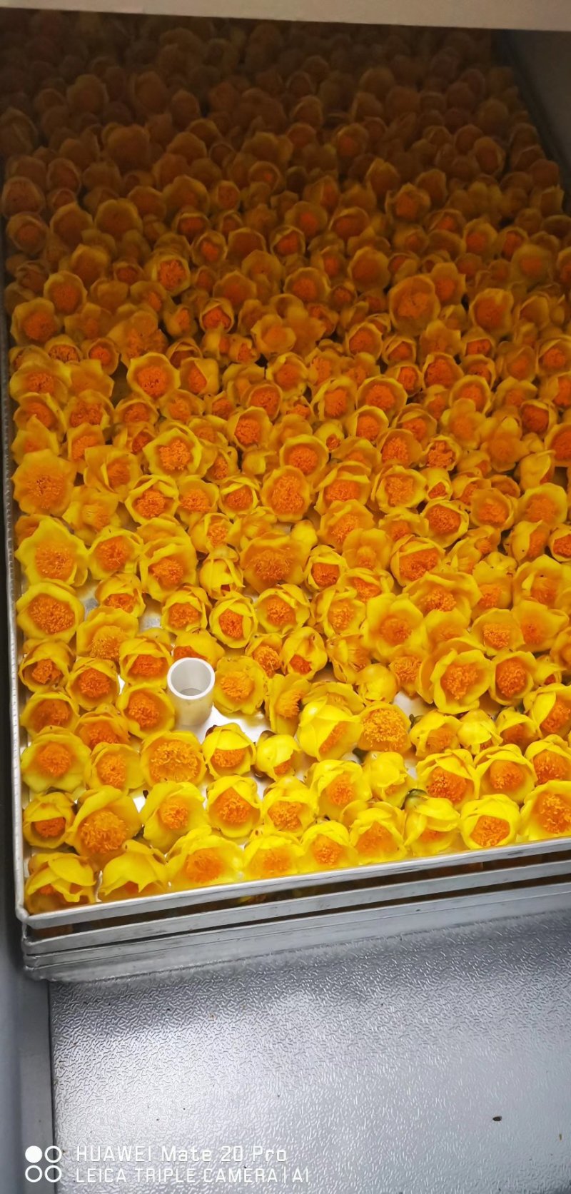 金花茶烘干花烘干花冻干冷冻花冰冻花晒干花生花防普花金