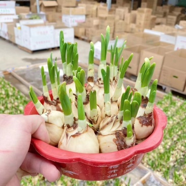 靓货，泡水水仙花大量上货，一筐150颗，800元一件