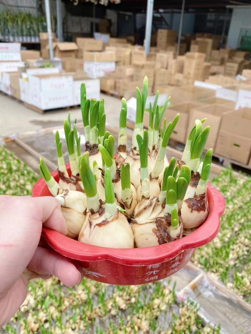 靓货，泡水水仙花大量上货，一筐150颗，800元一件
