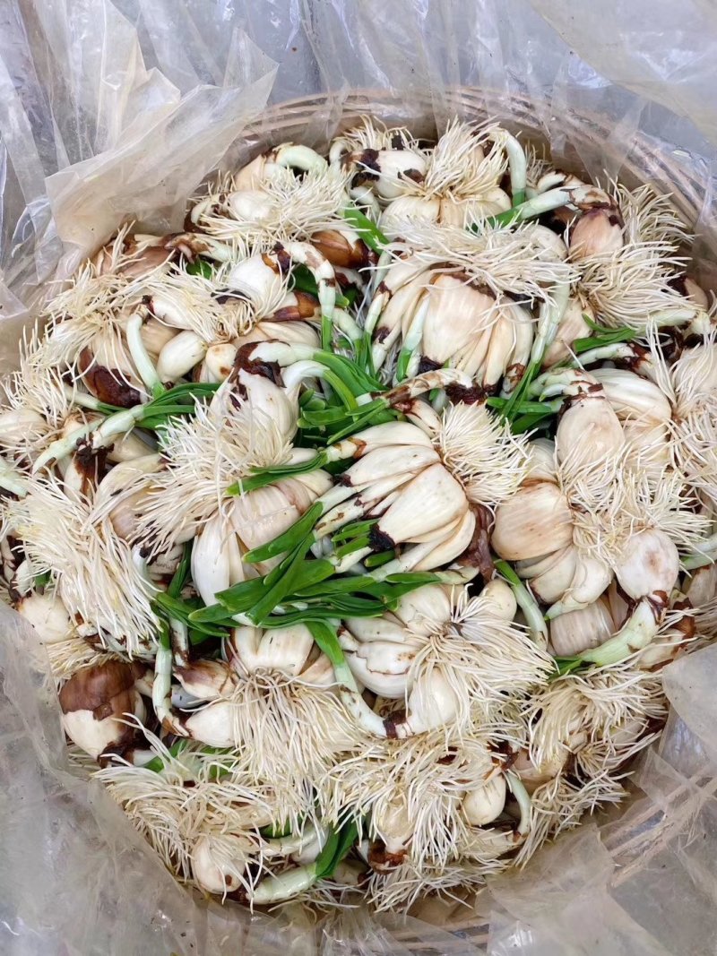 靓货，泡水水仙花大量上货，一筐150颗，800元一件