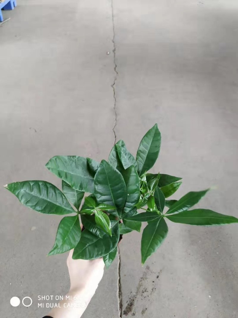 发财树90#，30盆一箱，6.8元一盆