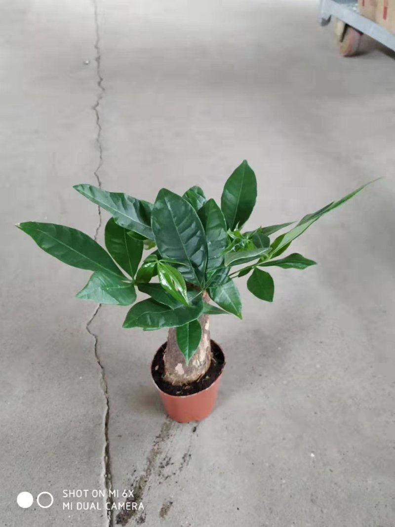 发财树90#，30盆一箱，6.8元一盆