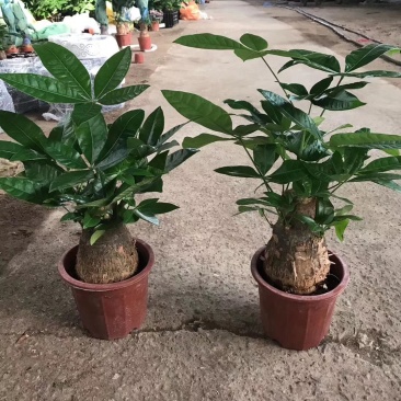 230单头发财树B级10元，每件20盆