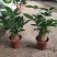230单头发财树B级10元，每件20盆