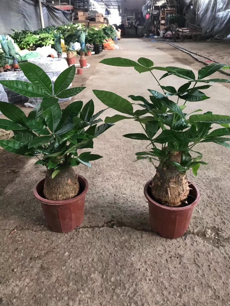 230单头发财树B级10元，每件20盆