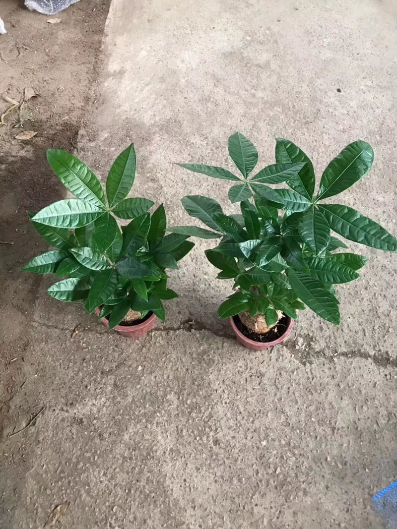 230单头发财树B级10元，每件20盆