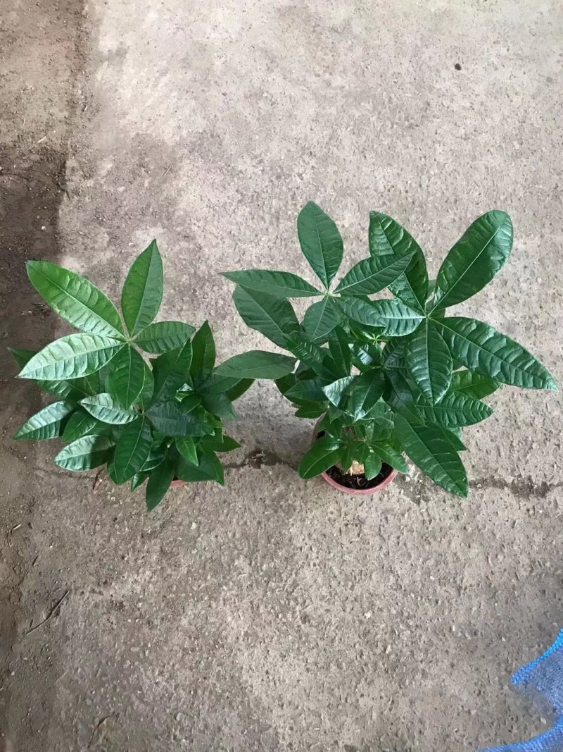 230单头发财树B级10元，每件20盆