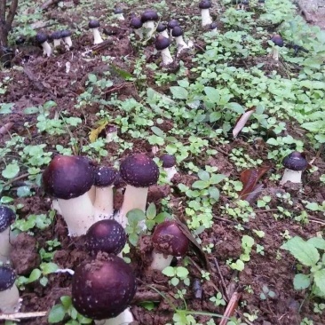 食用菌