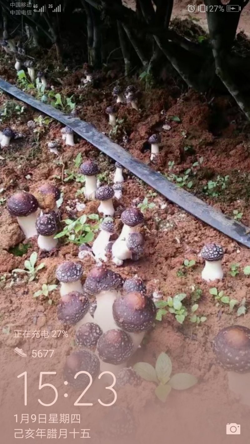 食用菌