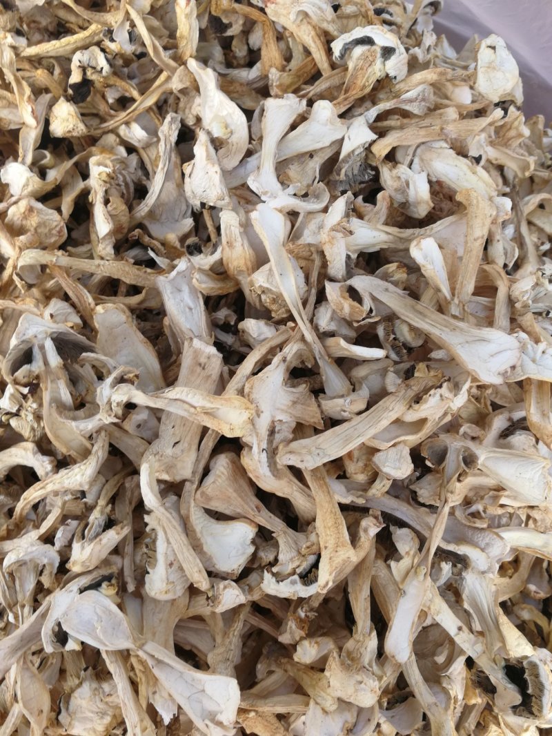 食用菌