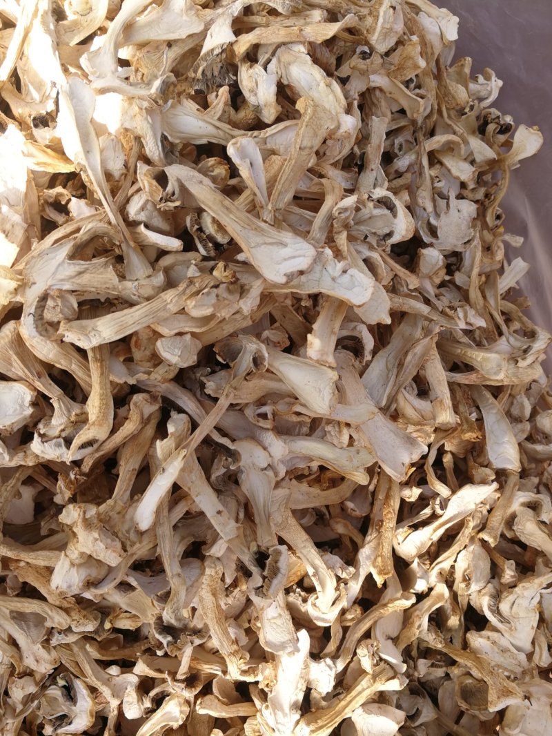 食用菌