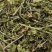 鹅肠草，常年批发供应冷背中药材，鹅肠草，量大从优货真价实