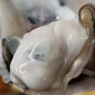 农户摘的野蚝，当天摘当天发货，适合烧烤，开肉批发零售