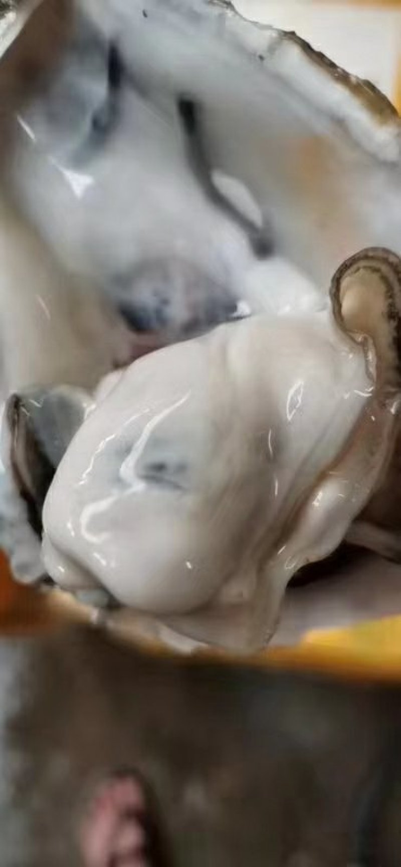 农户摘的野蚝，当天摘当天发货，适合烧烤，开肉批发零售